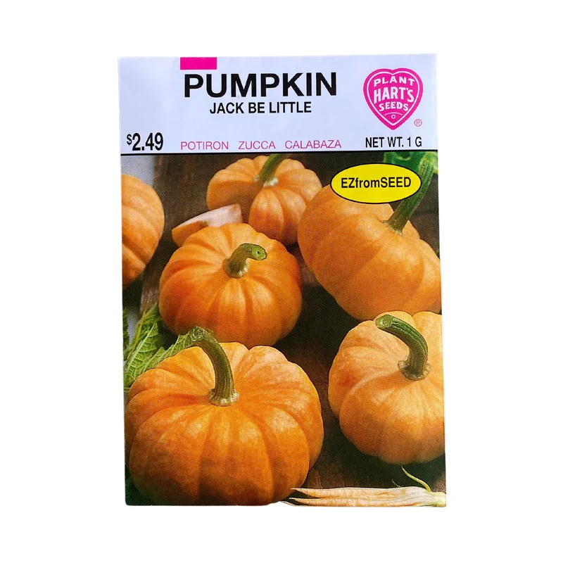 Pumpkin Jack Be Little