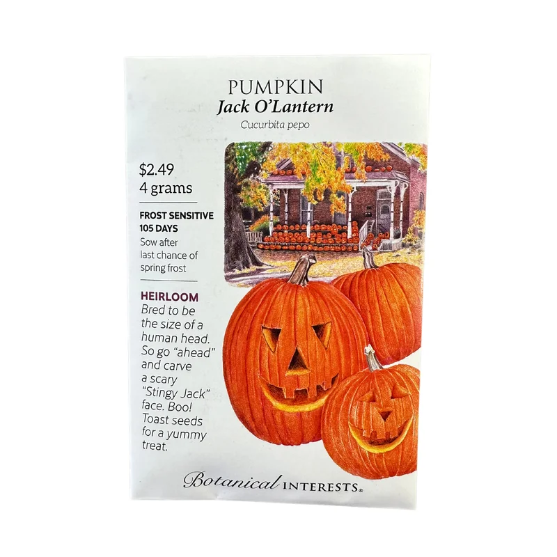 Pumpkin Jack O’Lantern