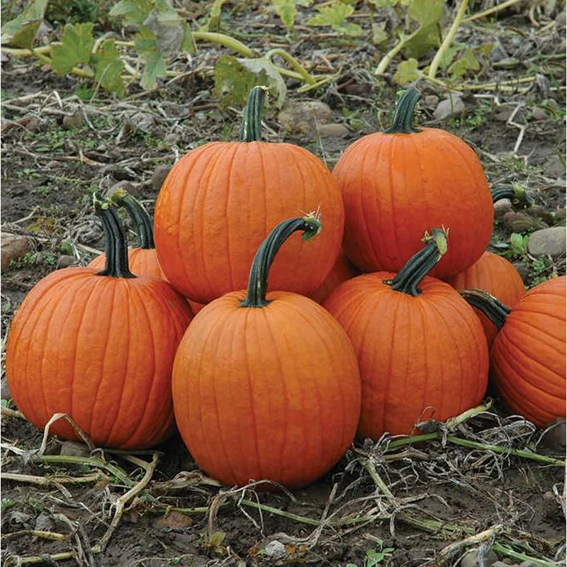 PUMPKIN MAGIC LANTERN – FLAT OF 32 PLANTS