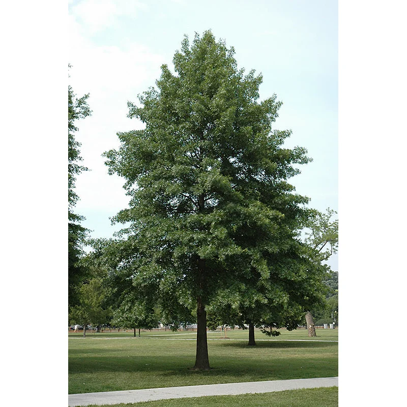 QUERCUS PALUSTRIS