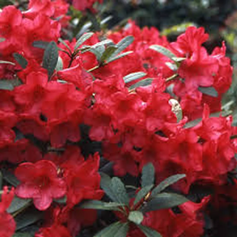 Rhododendron Elizab. Red Foliage(5 Ltr pot)