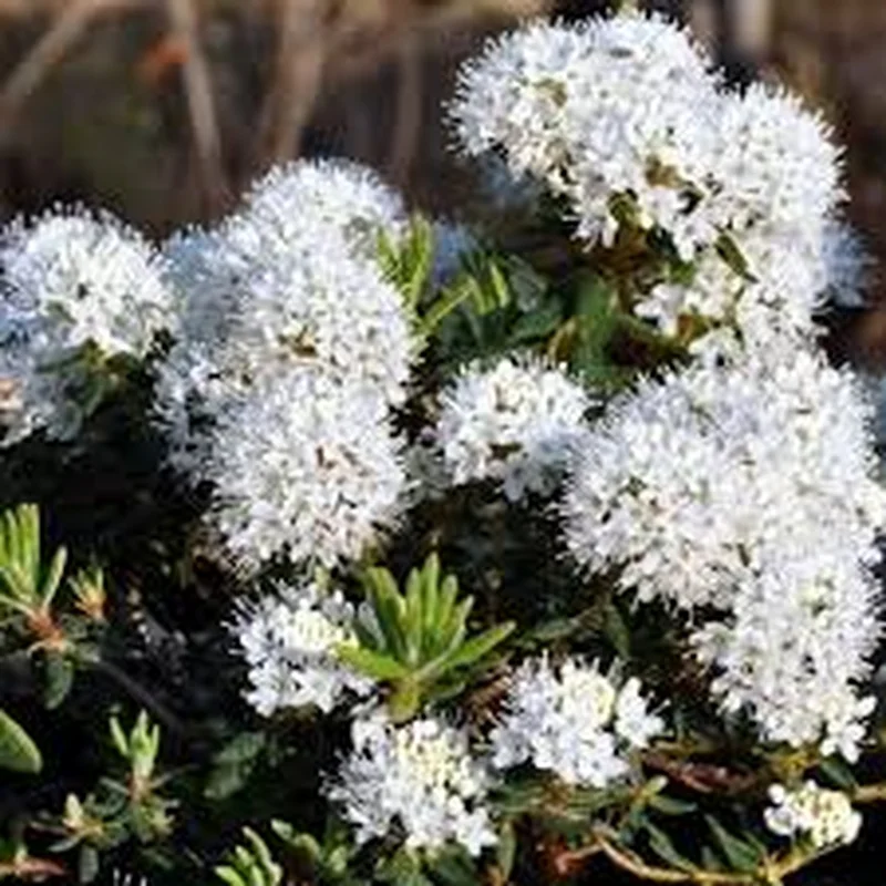Rhododendron groenl.Compactum