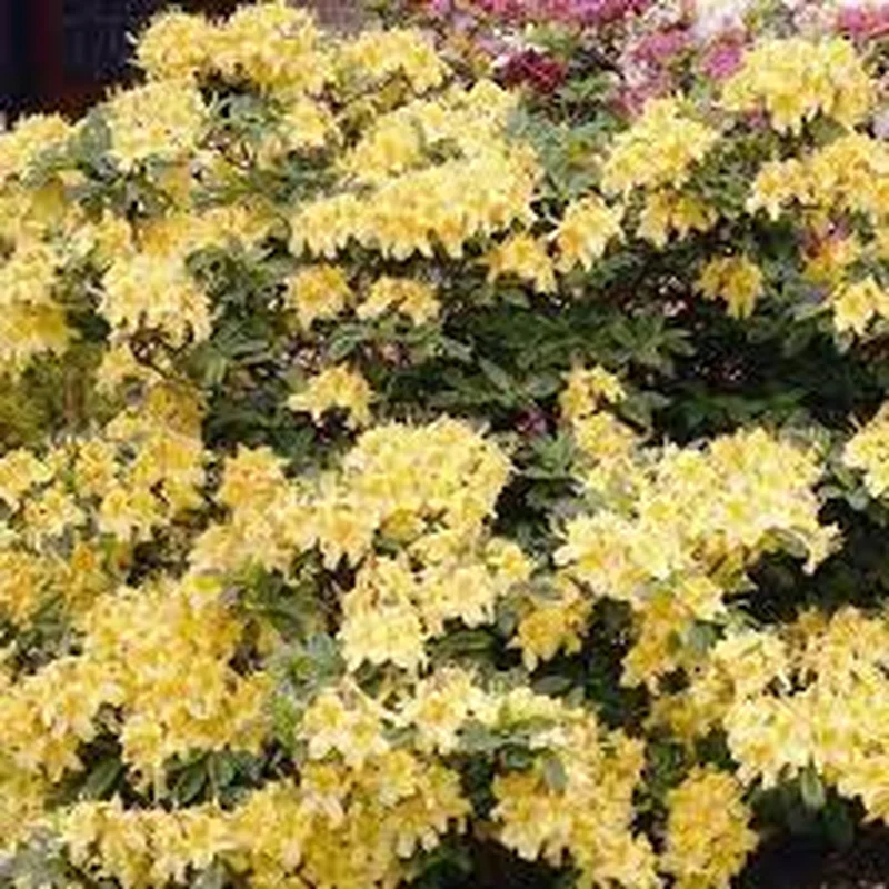 Rhododendron Parfumollis yellow3 Ltr pot