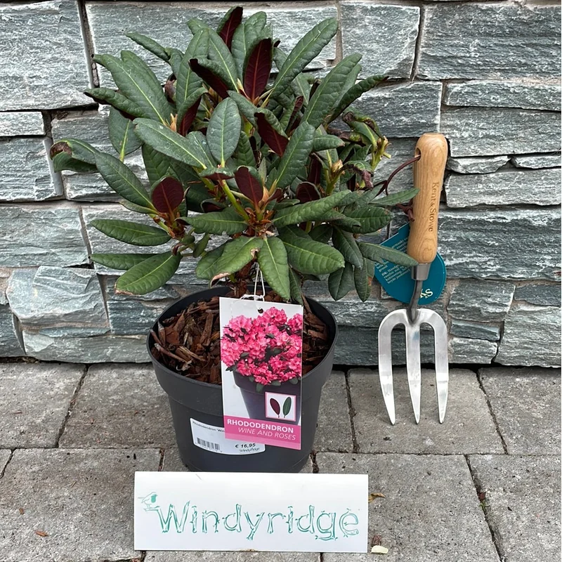 Rhododendron Wine & Roses25-30 CM C3