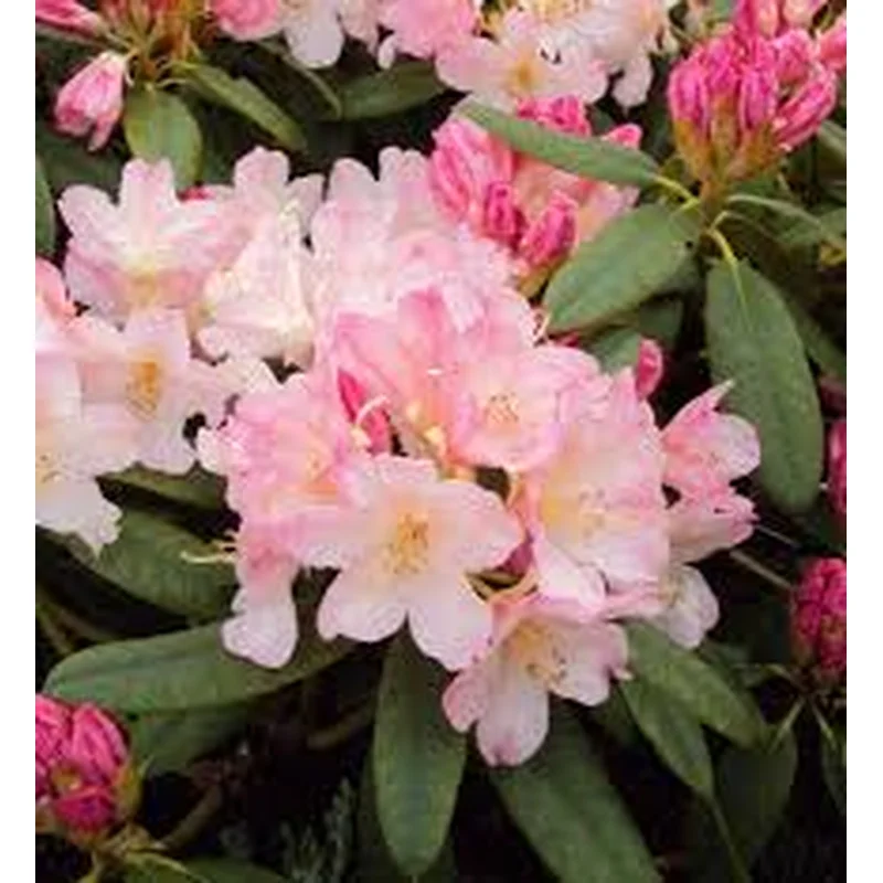 Rhododendron (Y) Percy Wiseman