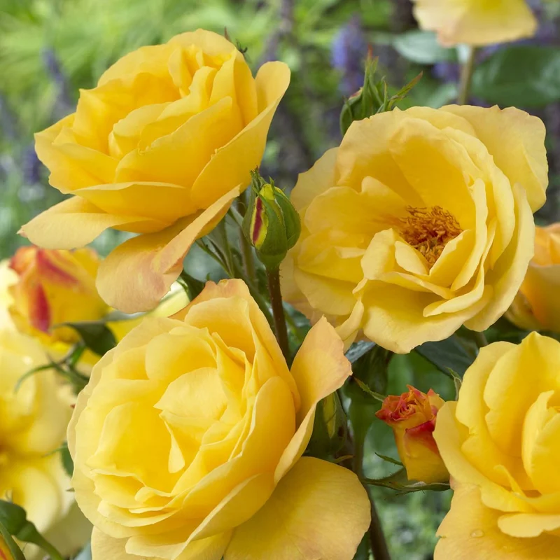 ROSA ARTHUR BELL Half Standard