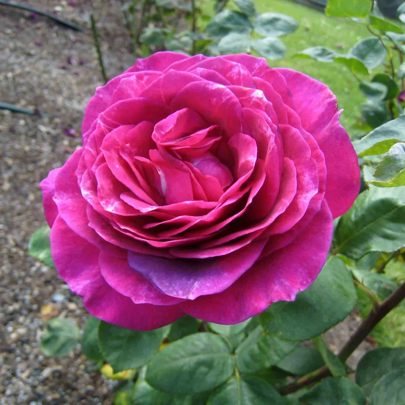 Rosa Big Purple