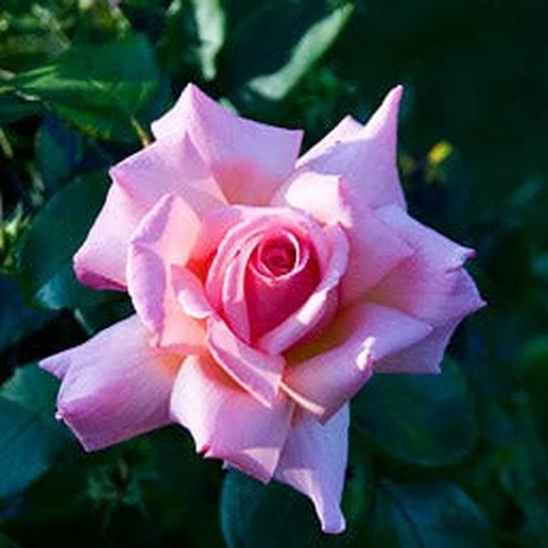 ROSA COMPASSION