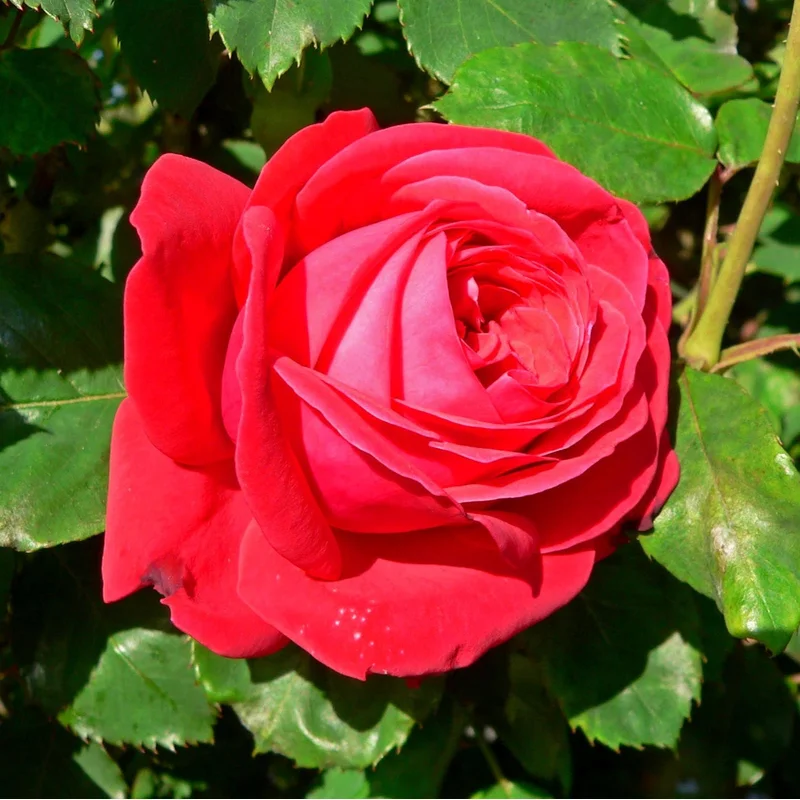 Rosa Dame de Coeur
