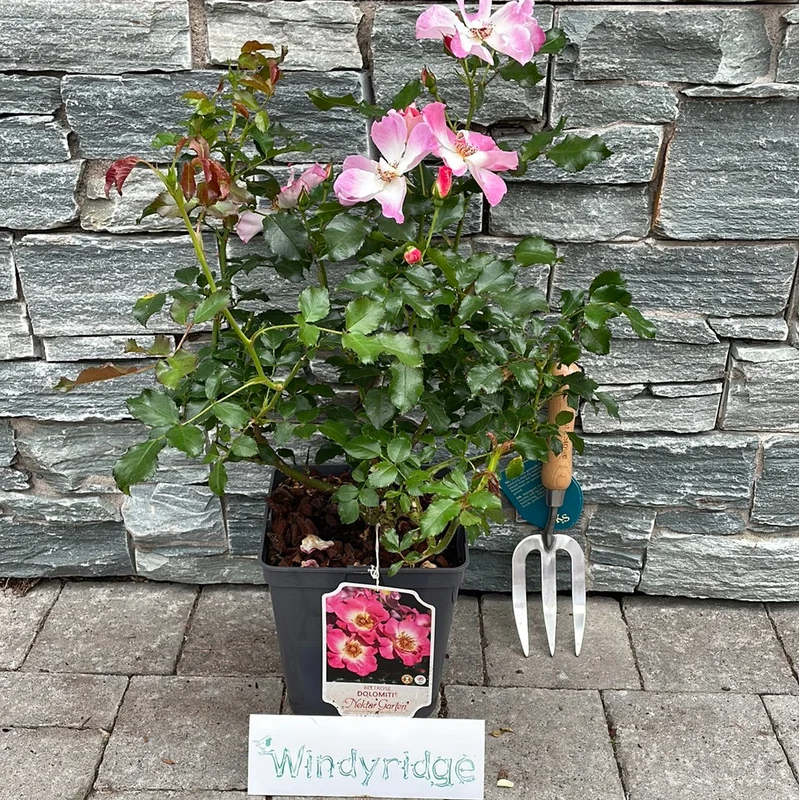 ROSA Dolomiti Floribunda