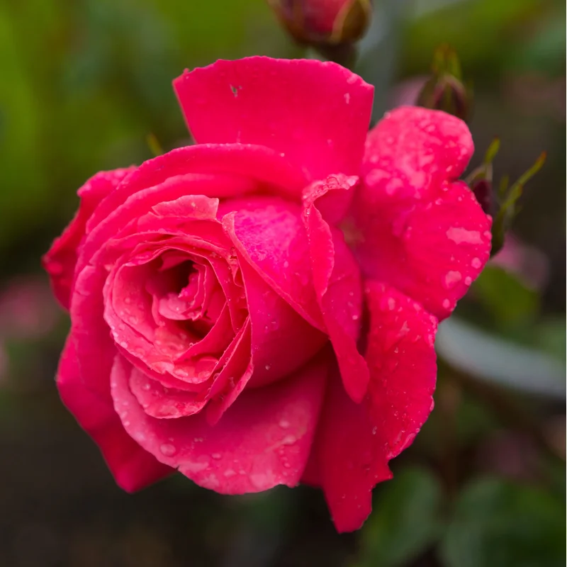 ROSA GALWAY BAY CLIMBER