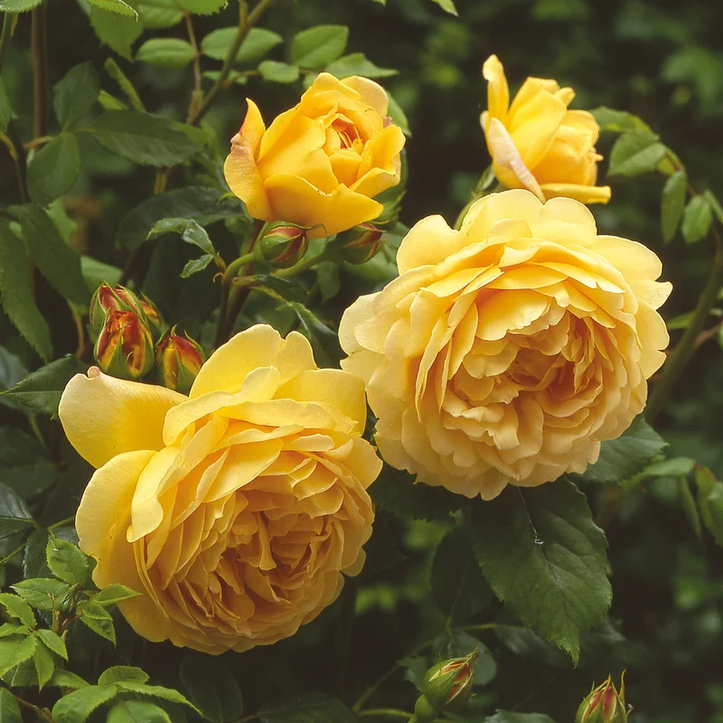 Rosa Golden Celebration 6L