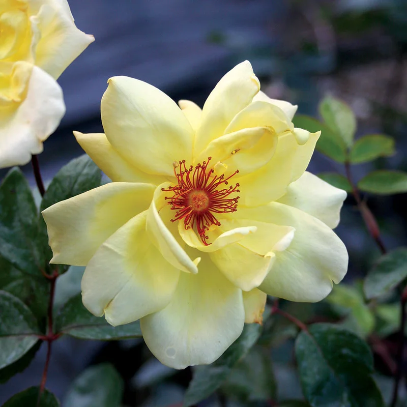 Rosa Golden Showers Climbing
