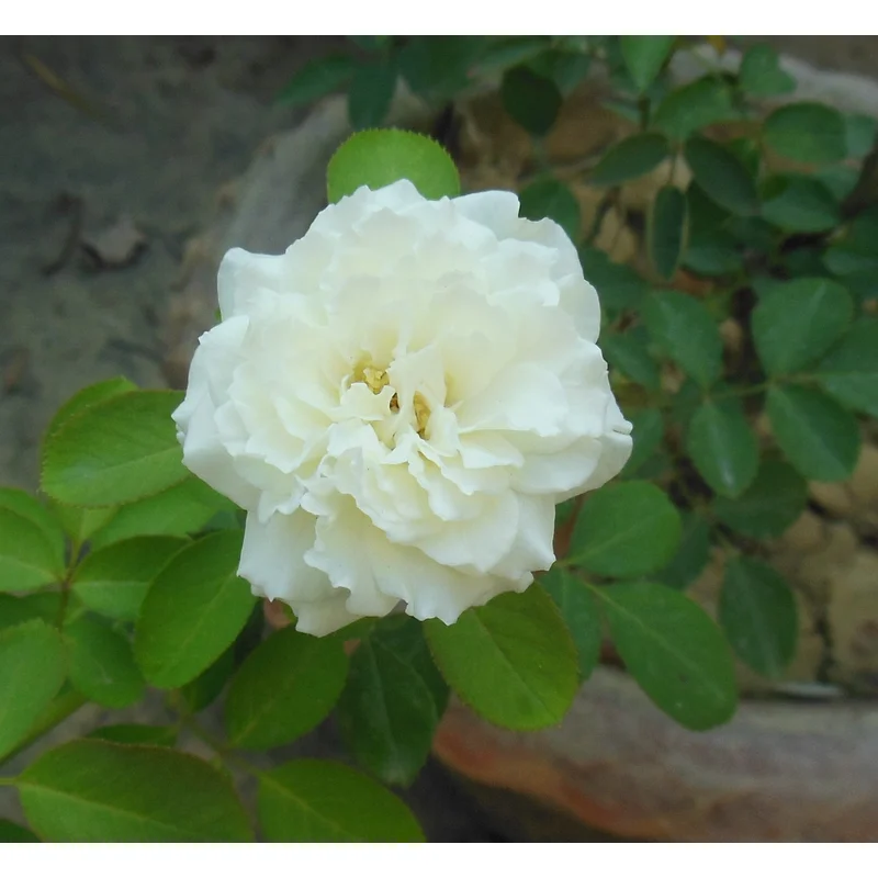 ROSA H Silver 25th Anniversary Floribunda