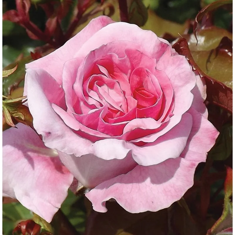 ROSA H Thank You Floribunda