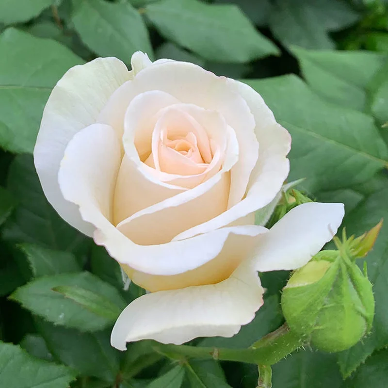 ROSA H With Love Floribunda