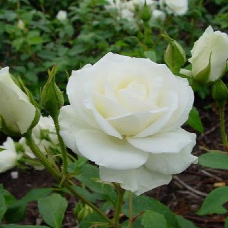 Rosa Iceberg 4.5L