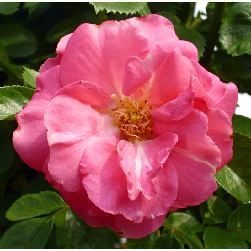 Rosa (K) Chaplins Pink Climber