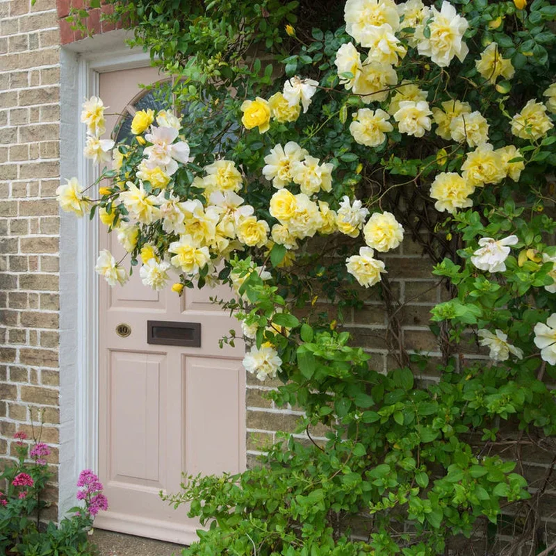 Rosa (K) Golden Showers3 L – single cane