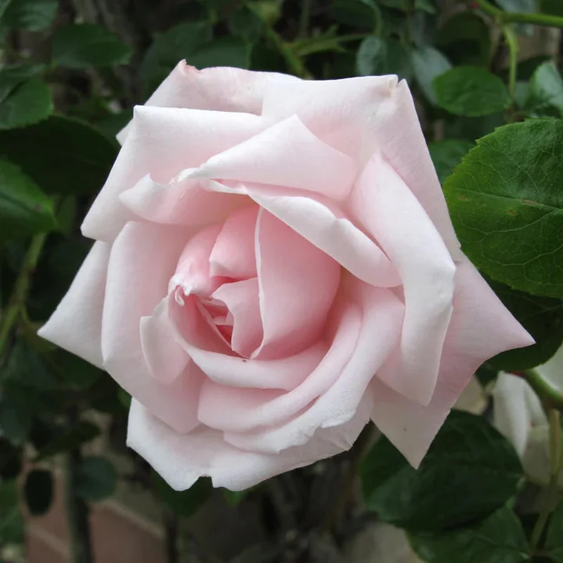 Rosa (K) New Dawn3 L – single cane
