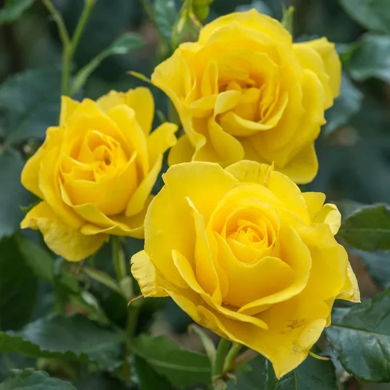 ROSA KORRESIA Floribunda
