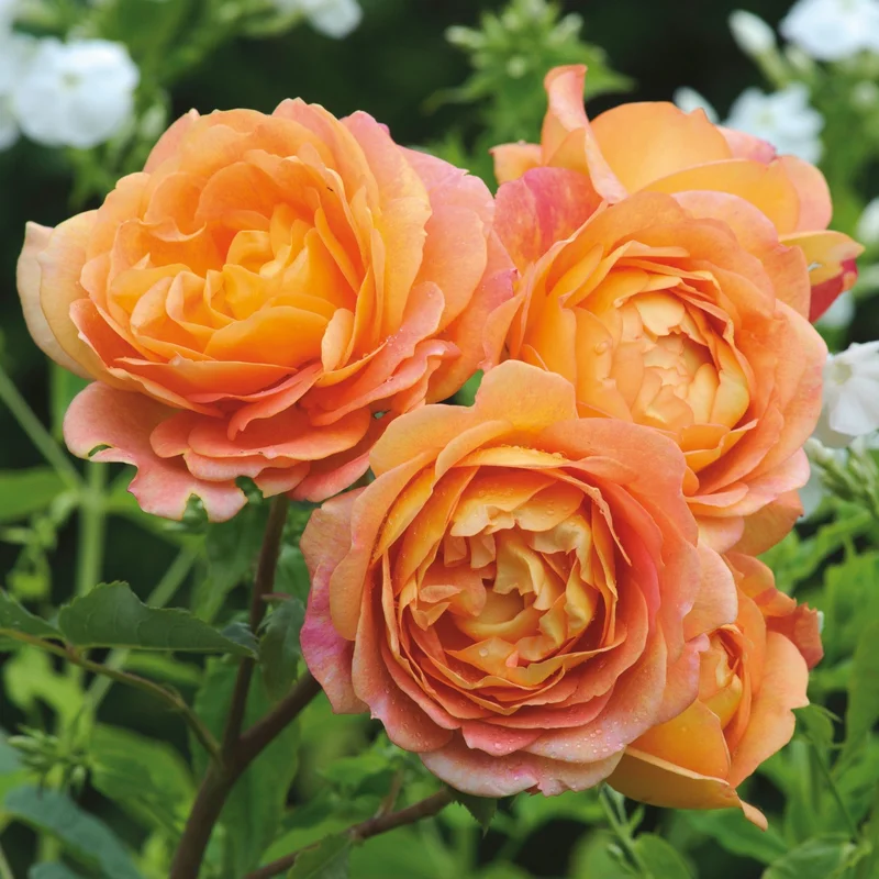 Rosa Lady of Shalott