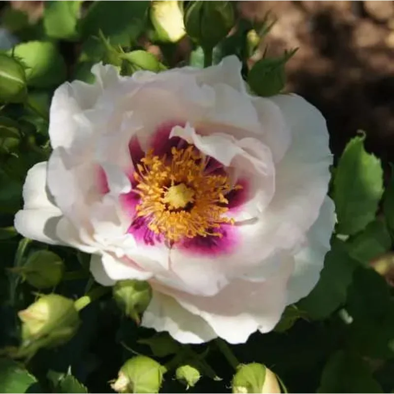 ROSA LOOKING FOR LOVE Half Standard