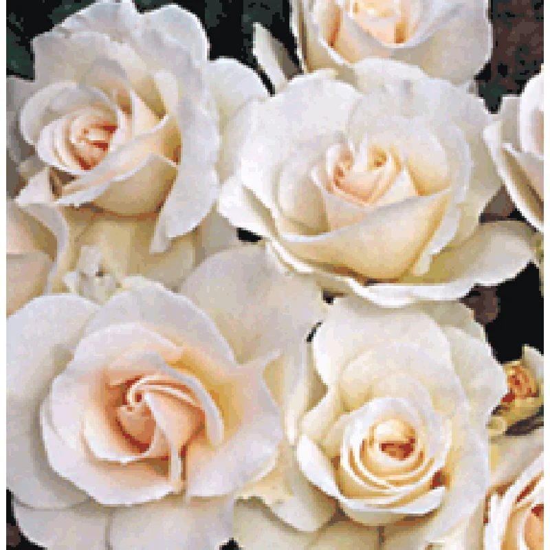 Rosa Margaret Merril