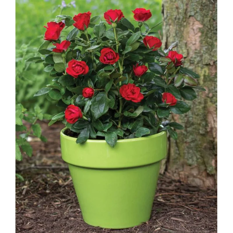 Rosa‘Meibenbino’ Petite Knock Out