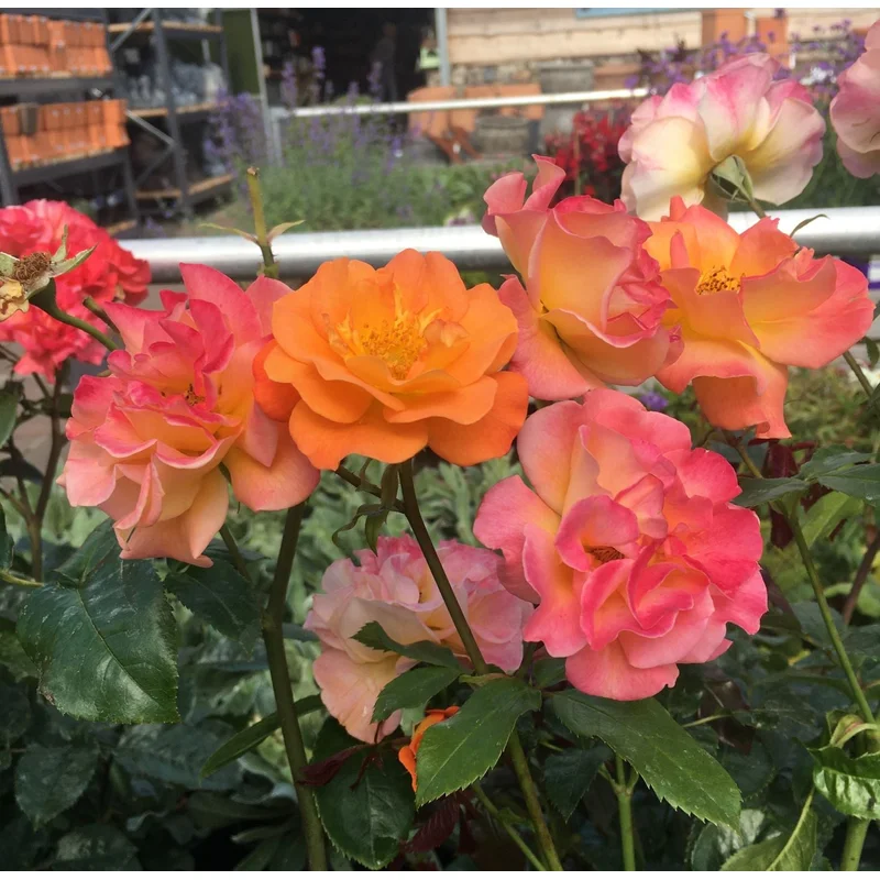 ROSA PRECIOUS AMBER Floribunda