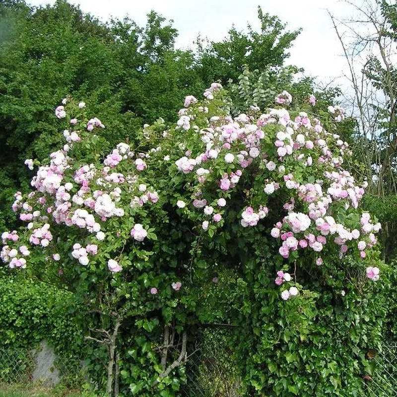 Rosa (Rambler) in cultivars