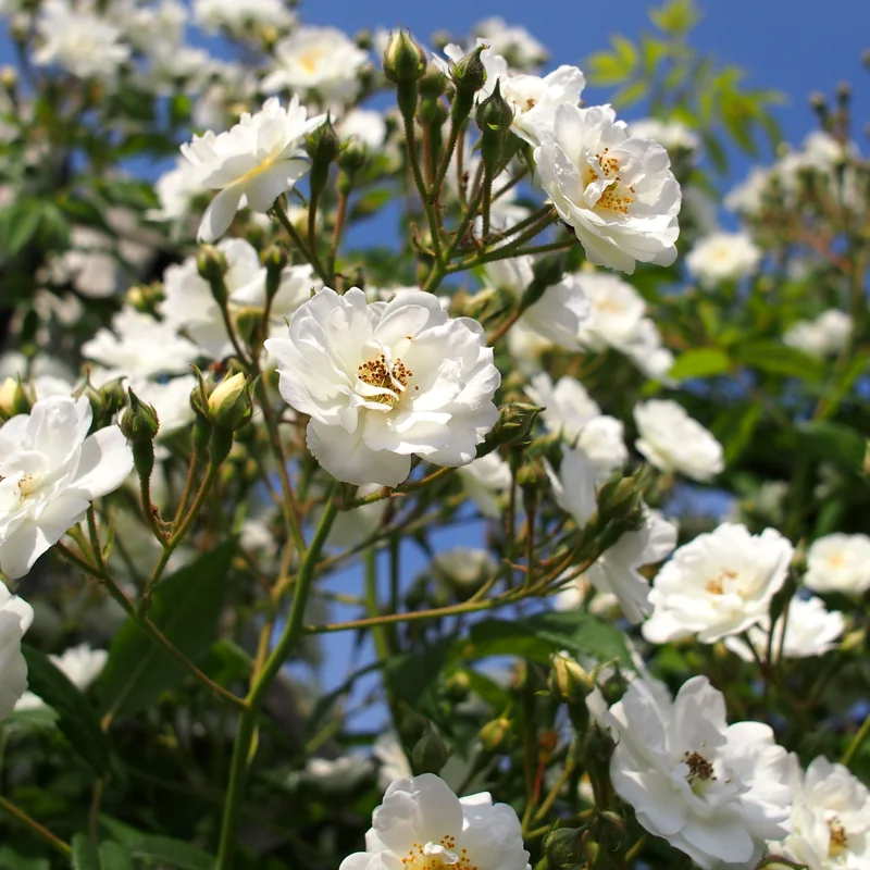 ROSA RAMBLING RECTOR
