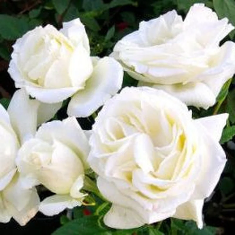 ROSA SILVER ANNIVERSARY