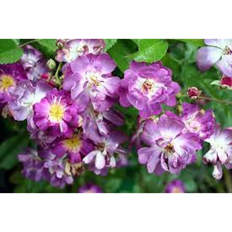Rosa Veilchenblau