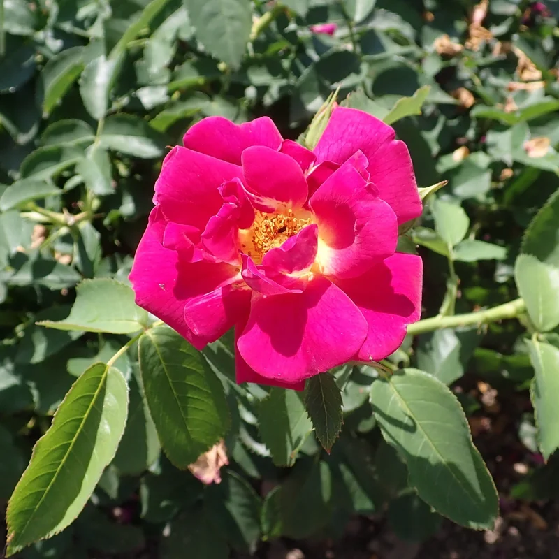 ROSA Weg der Sinne (Shrub Rose)