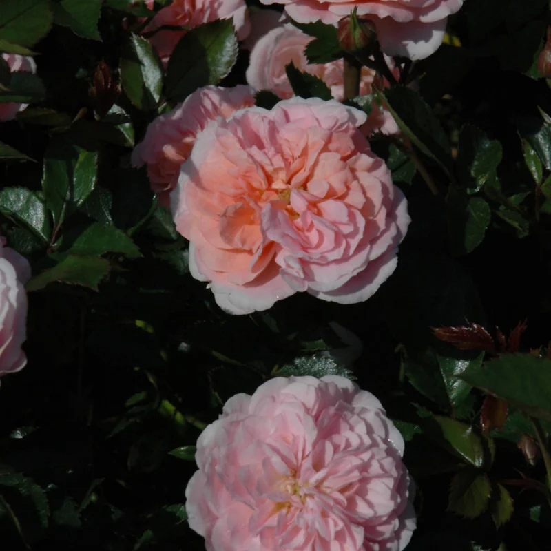 ROSE SHRUB APRICOT DRIFT