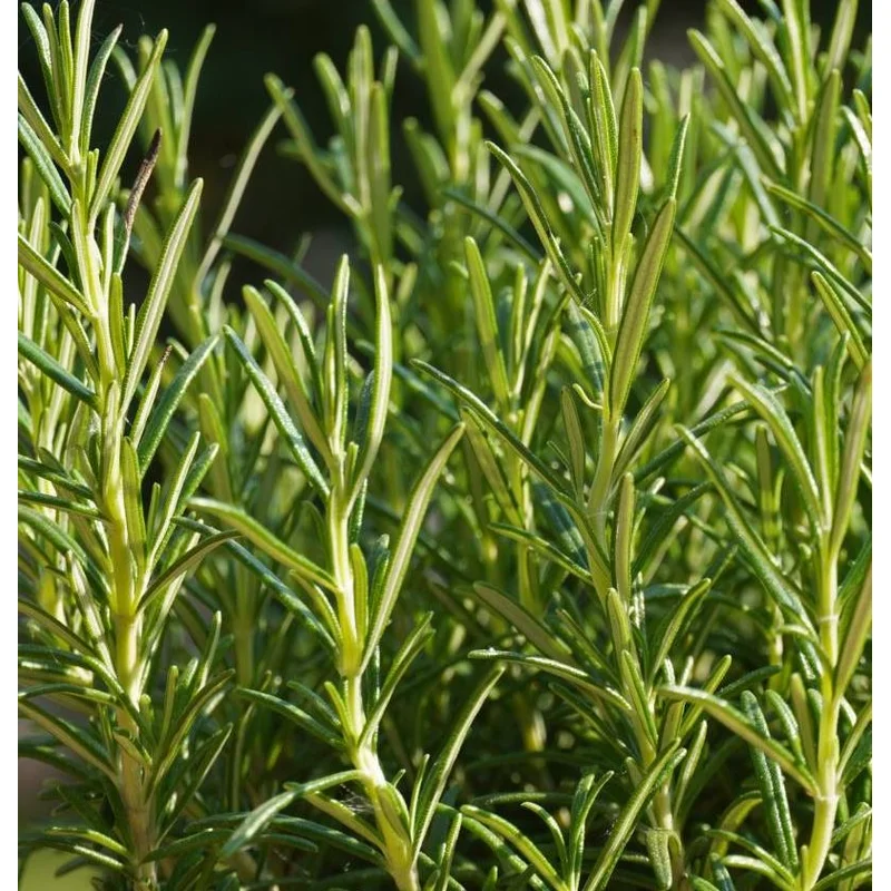 ROSEMARY ALBUS ROSMARINUS OFF.