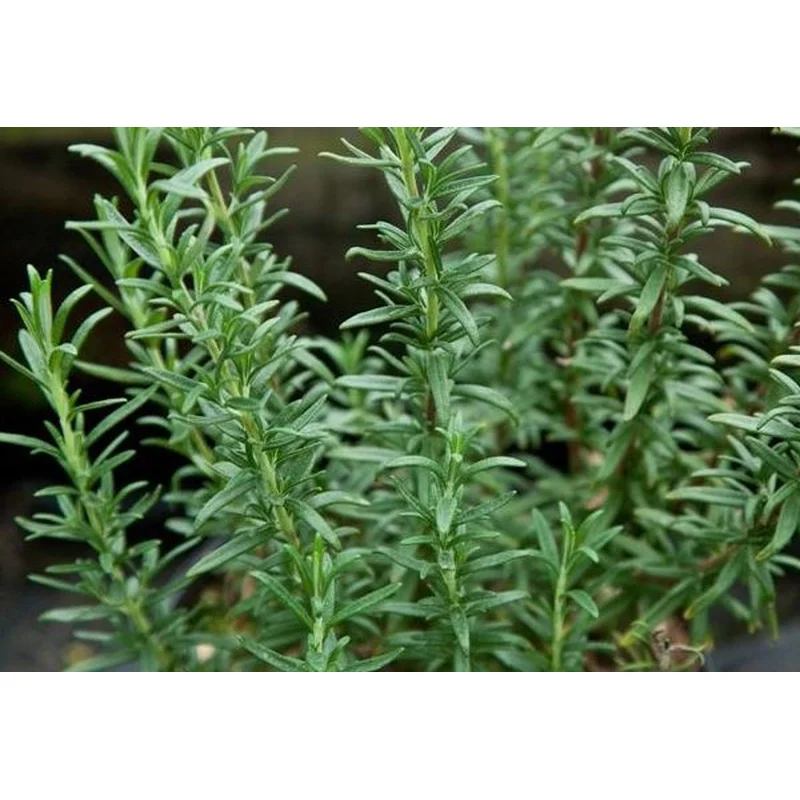 Rosemary Common 1 Gallon