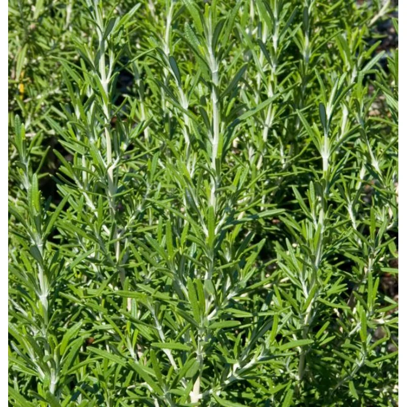 ROSEMARY COMMON BARBEQUE