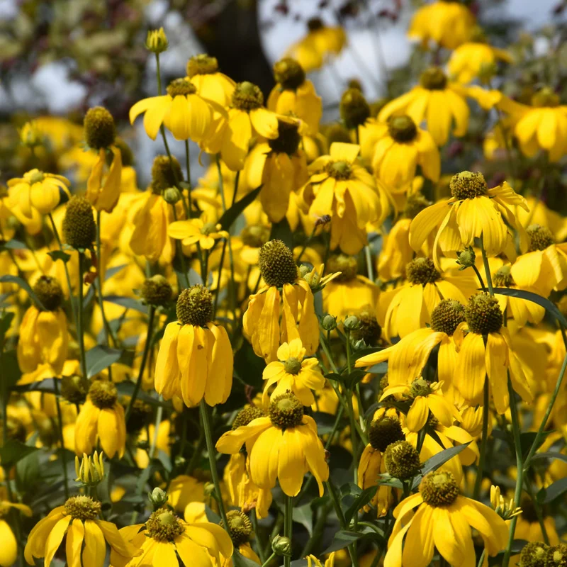 RUDBECKIA LACINIATA