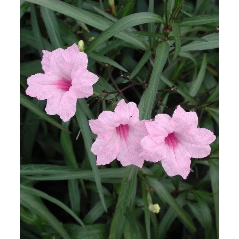 Ruellia Brittoniana Chi Chi