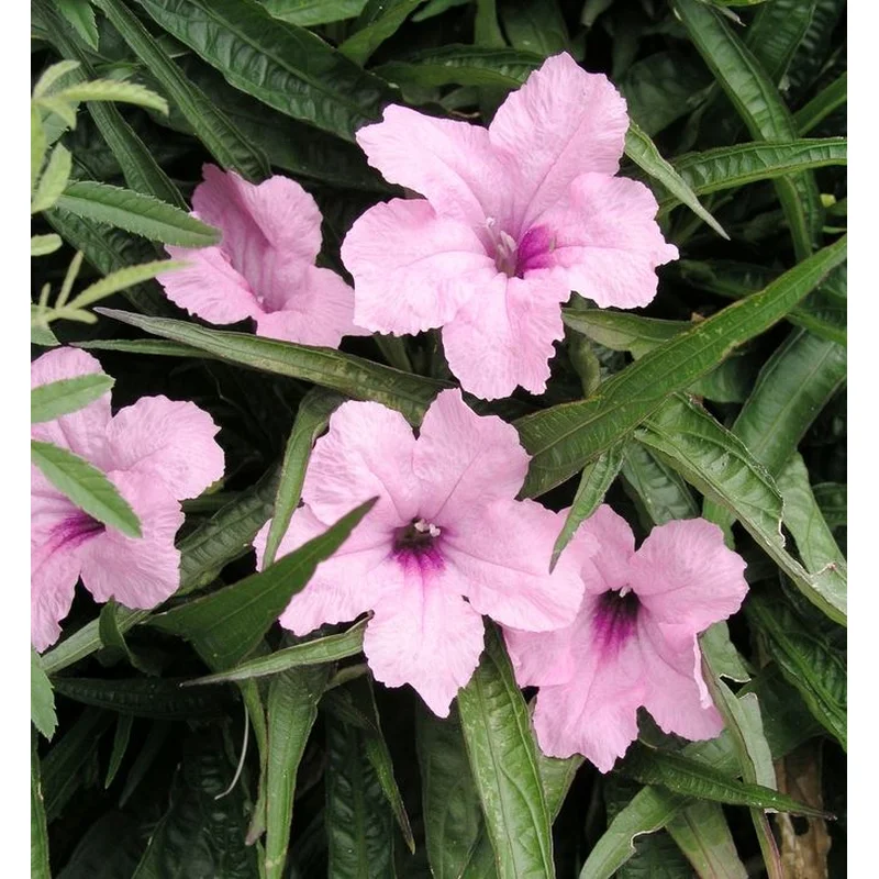 Ruellia Brittoniana Katie