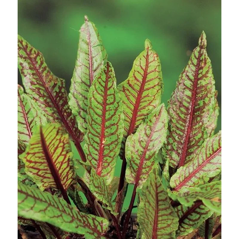 Rumex Sanguineus (Red Water Dock)
