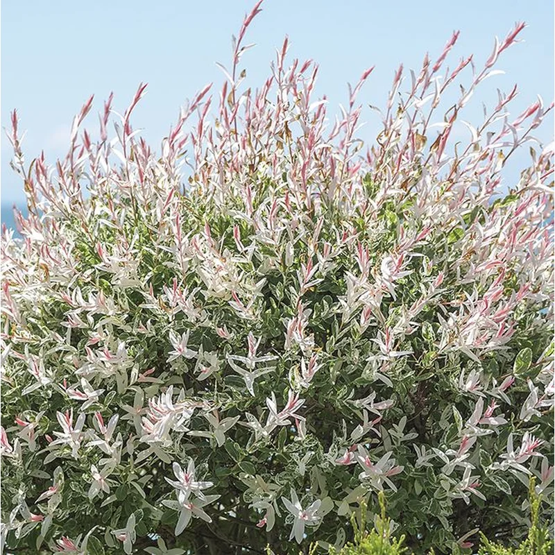Salix ‘Hakuro Nishiki’