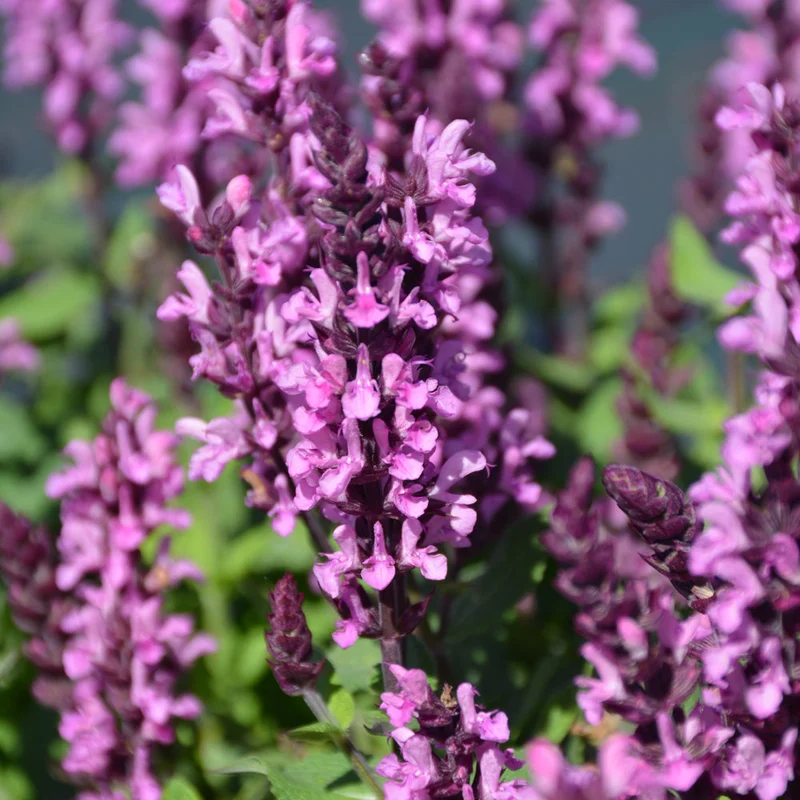 SALVIA MIDNIGHT ROSE