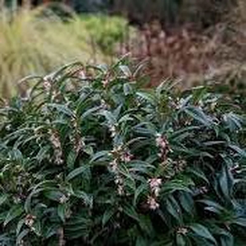 Sarcococca hook. Winter Gem2 Ltr pot