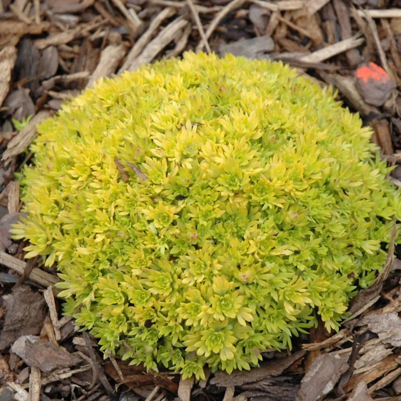 SAXIFRAGA CLOTH OF GOLD