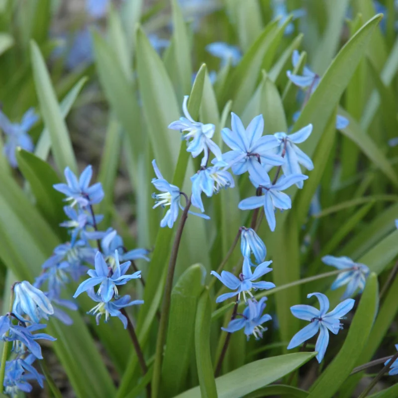 SCILLA SIBERICA