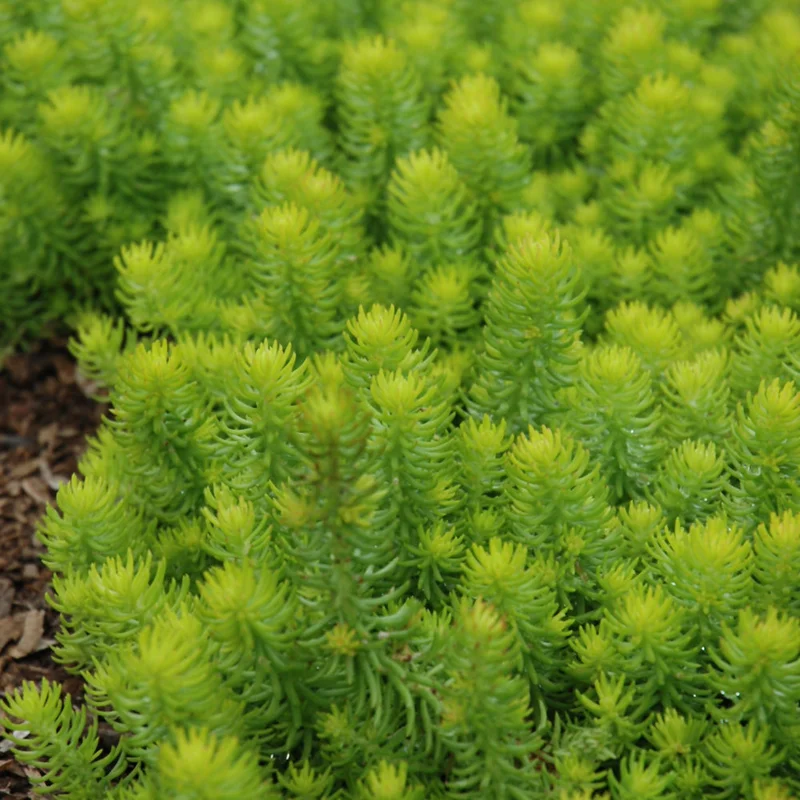 SEDUM ANGELINA