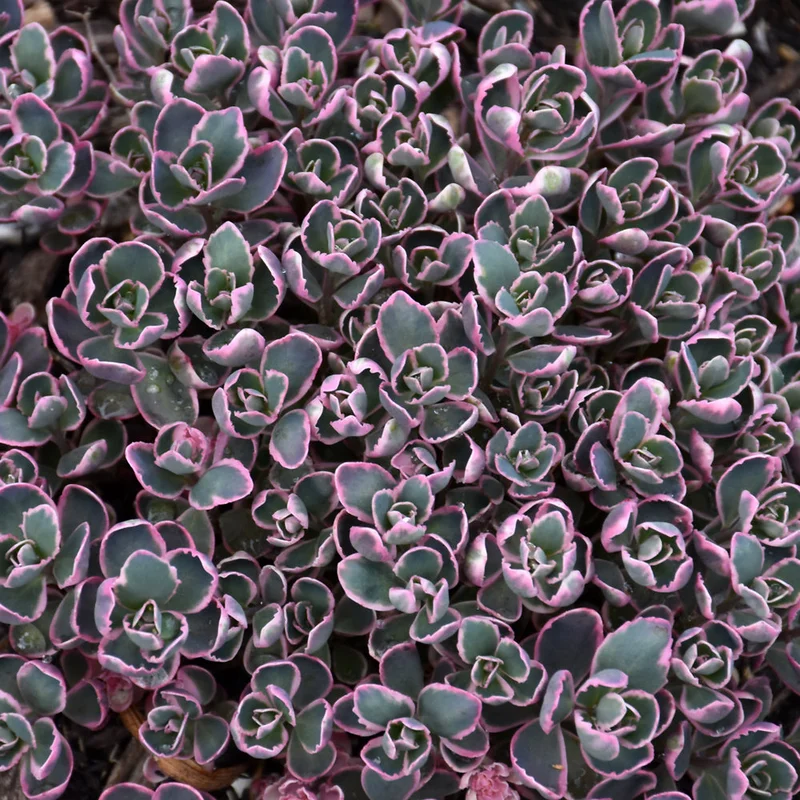 SEDUM SUNSPARKLER DREAM DAZZLER